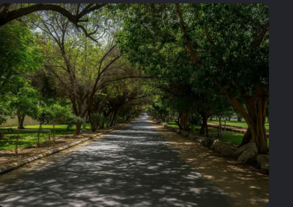 زراعة الأشجار المعمرة