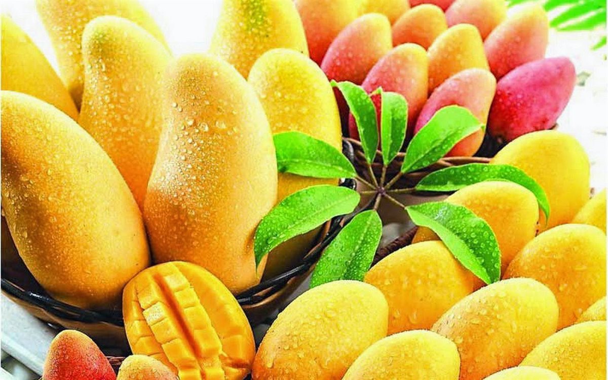 أسعار المانجو اليوم، فيتو