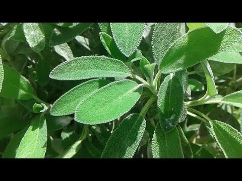المرمرية وفوائدها