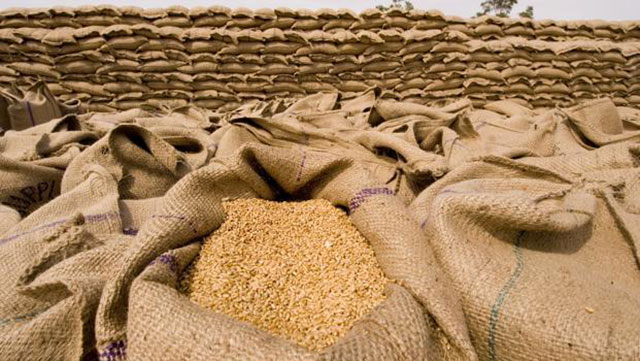 اسعار القمح اليوم الثلاثاء، فيتو
