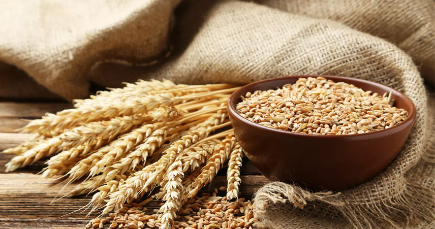 اسعار القمح اليوم الثلاثاء، فيتو