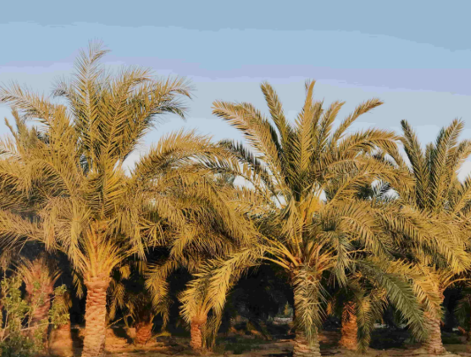 انتشار زراعة النخيل في مصر