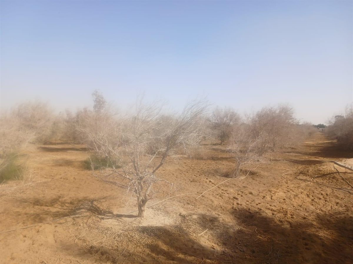 «بحوث الصحراء» يتحرك لإنقاذ زراعات دير الأنبا موسى النبي برأس سدر