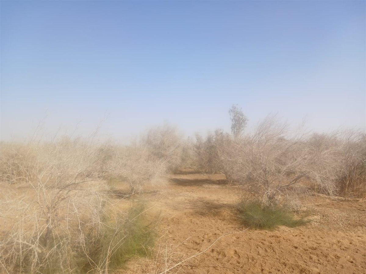 «بحوث الصحراء» يتحرك لإنقاذ زراعات دير الأنبا موسى النبي برأس سدر