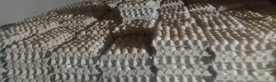 ضبط 105 آلاف بيضة فاسدة داخل مزرعتين غير مرخصتين بالغربية