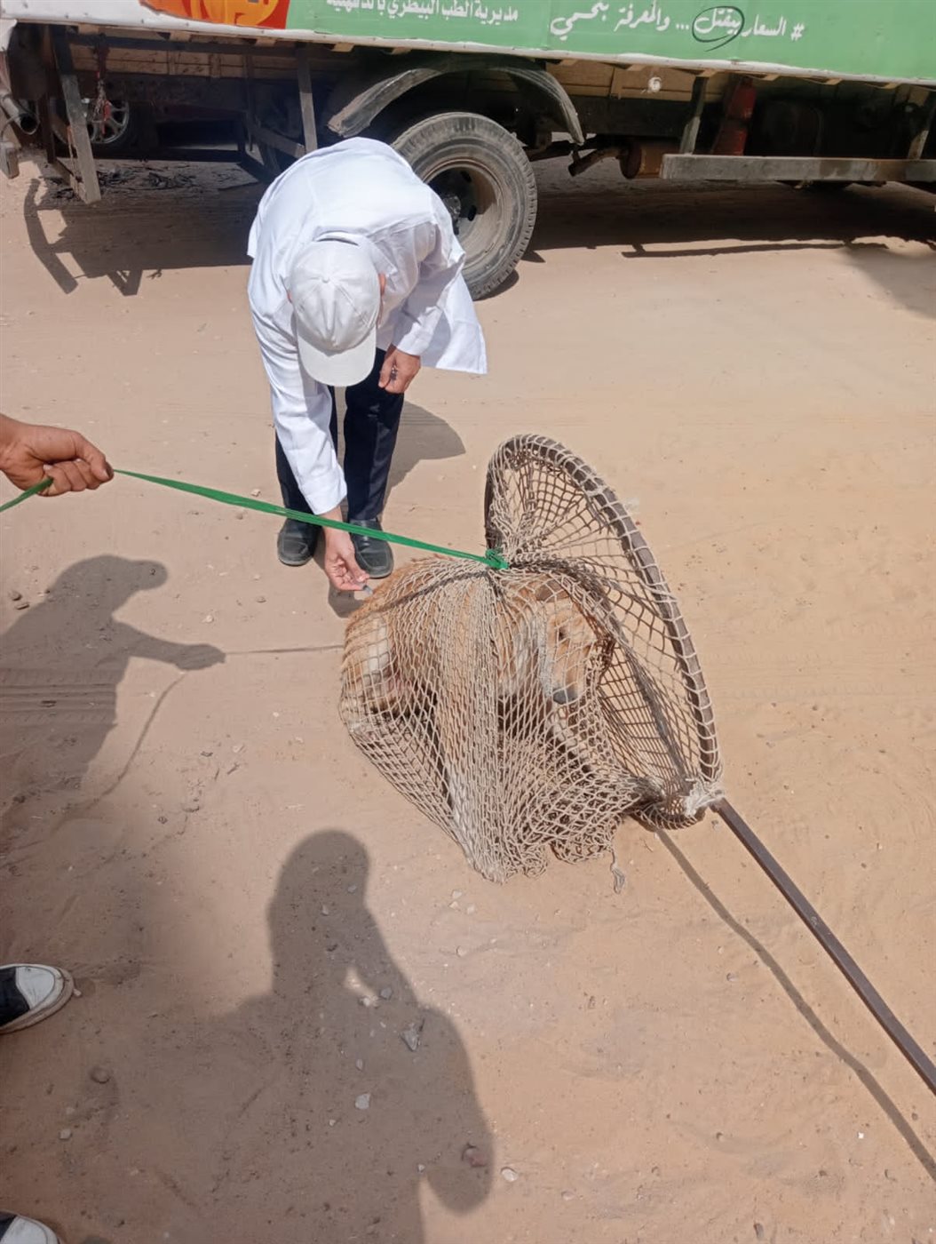 تكثيف الحملات بالمناطق الأكثر انتشارا للكلاب الضالة بالدقهلية (صور)