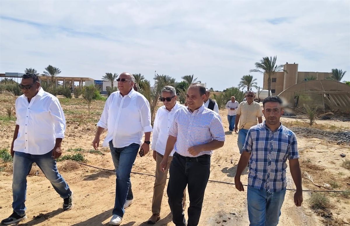 عباد الشمس بمياه مالحة.. تجربة من قلب الصحراء تفتح بابا جديدا للزراعة في جنوب سيناء