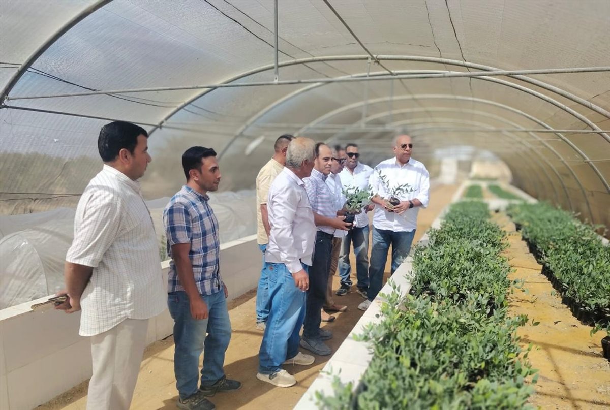 عباد الشمس بمياه مالحة.. تجربة من قلب الصحراء تفتح بابا جديدا للزراعة في جنوب سيناء