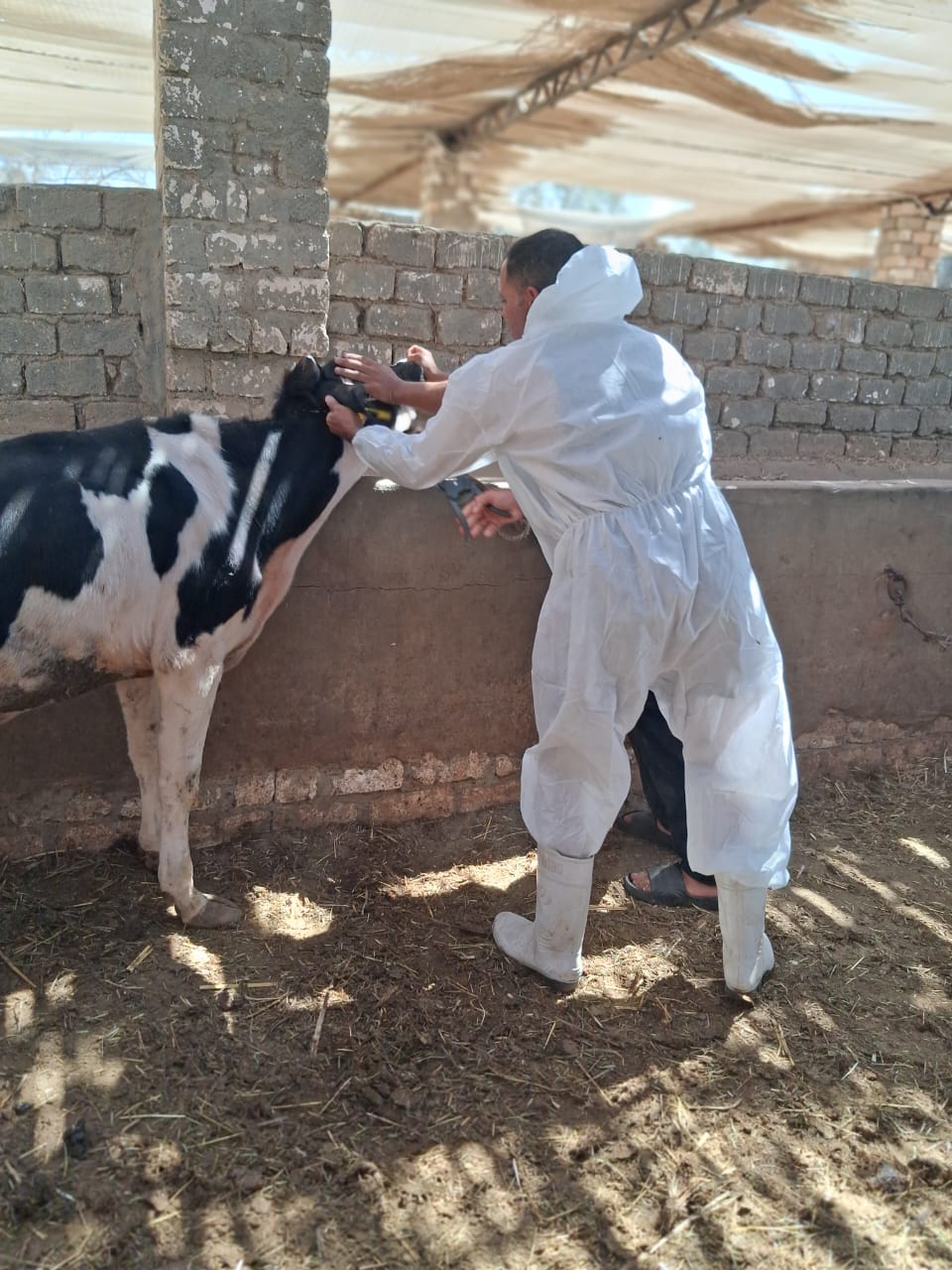 146205 رؤوس ماشية، بيطري الفيوم تكشف حصاد أعمال التحصين خلال سبتمبر