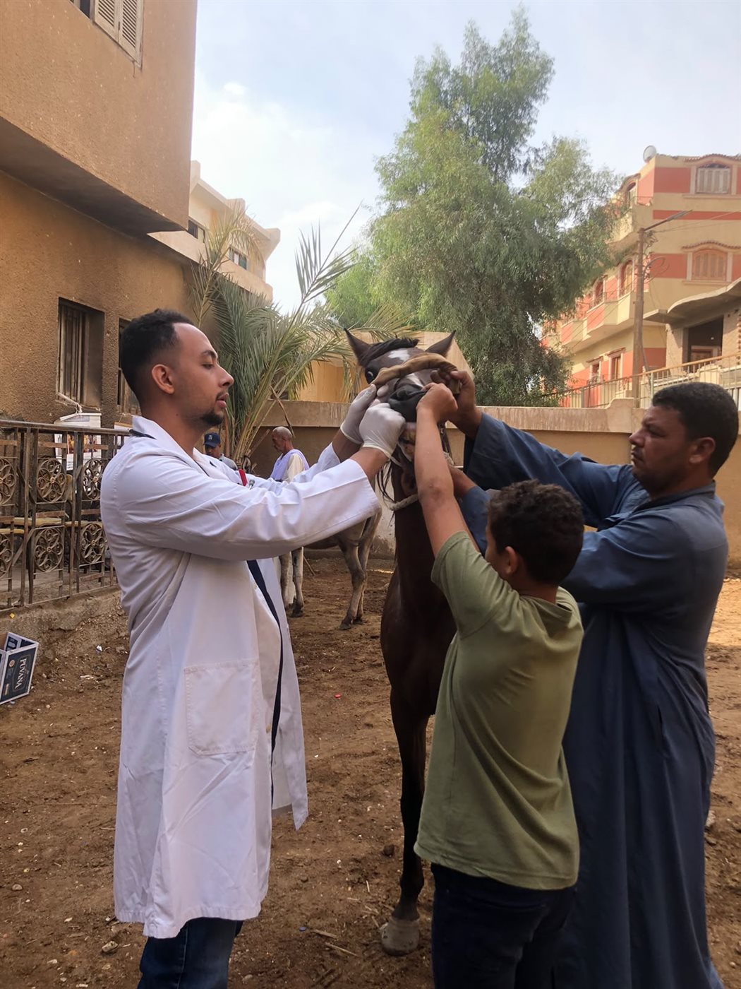 146205 رؤوس ماشية، بيطري الفيوم تكشف حصاد أعمال التحصين خلال سبتمبر