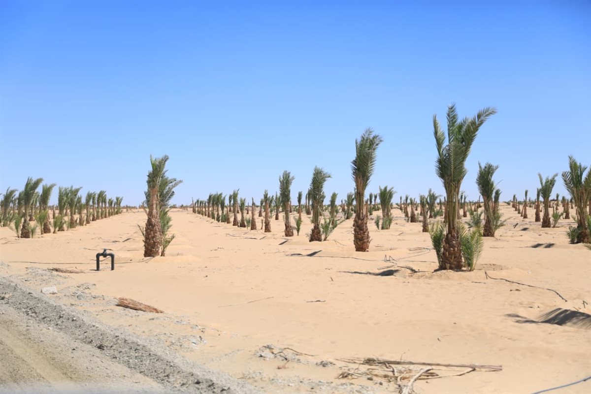 مليون نخلة و1500 فرصة عمل، تفاصيل إنشاء مجمع التمور بالوادي الجديد