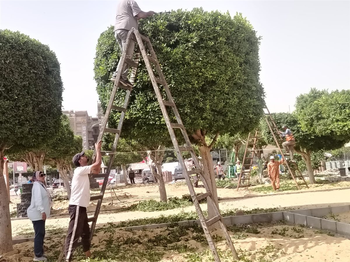 جانب من أعمال صيانة وتجميل الأشجار بميدان عرابي بالإسماعيلية، فيتو