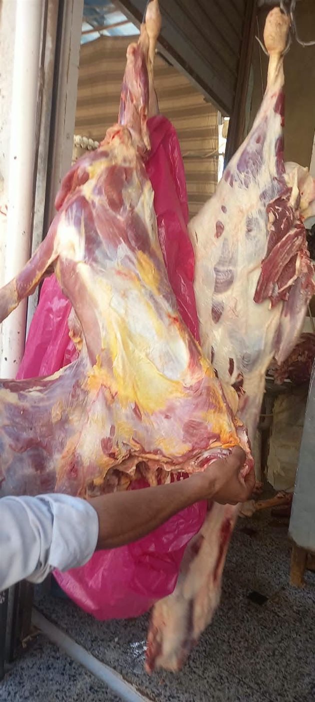 ضبط 214 كجم لحوم بقري غير صالحة للاستهلاك الآدمي في أسوان (صور)