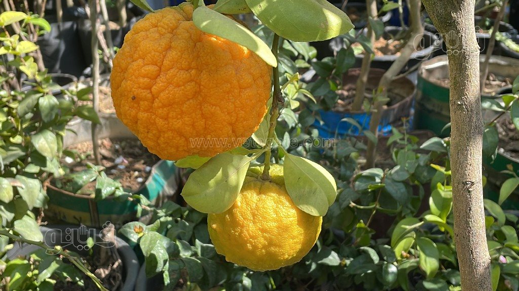 معرض زهور الربيع (15)