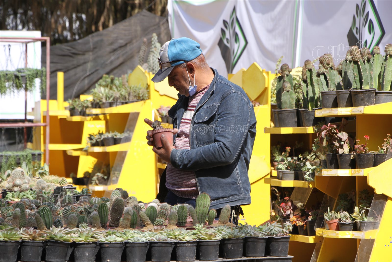 معرض زهور الربيع (1)