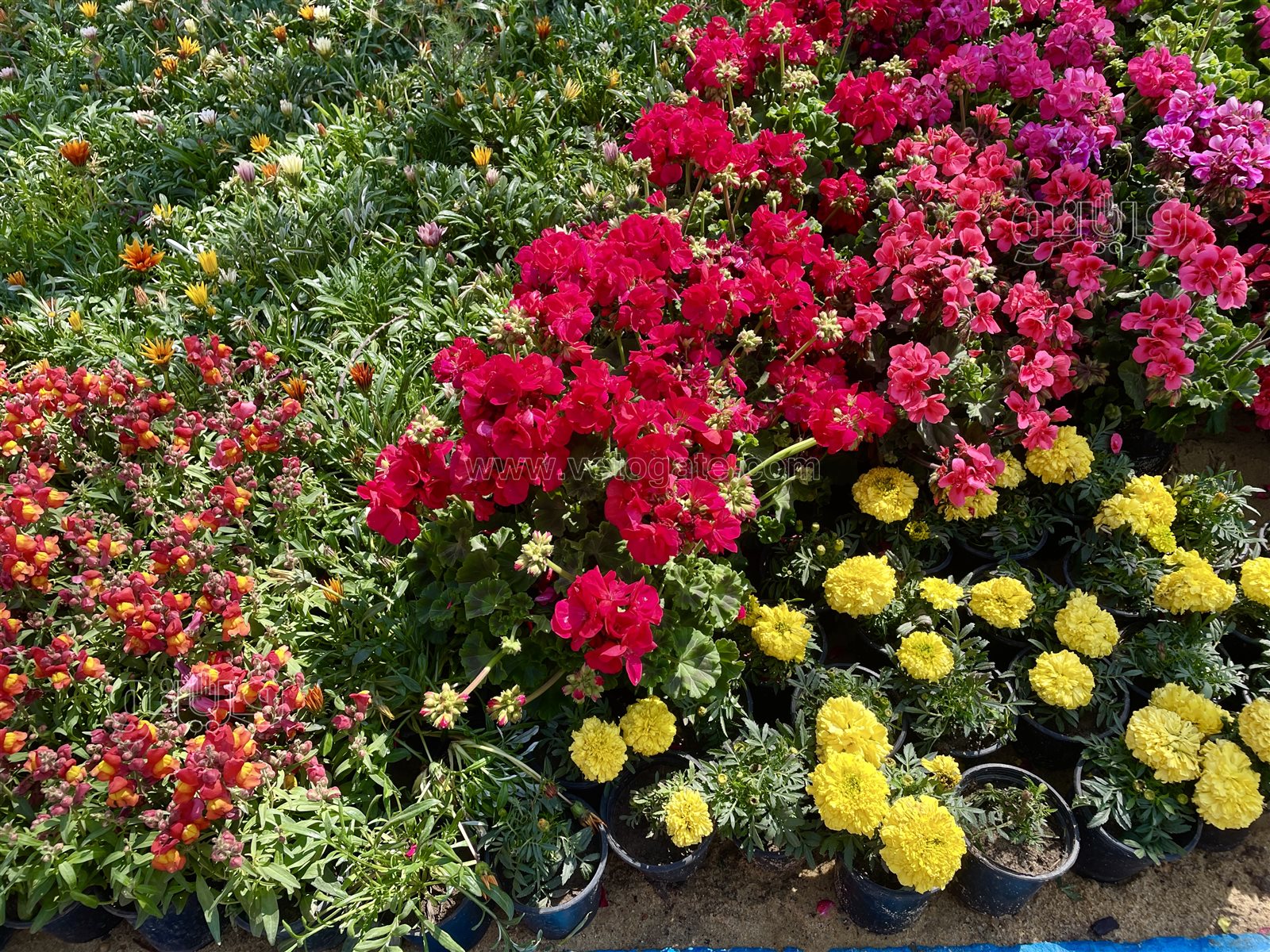 معرض زهور الربيع (8)