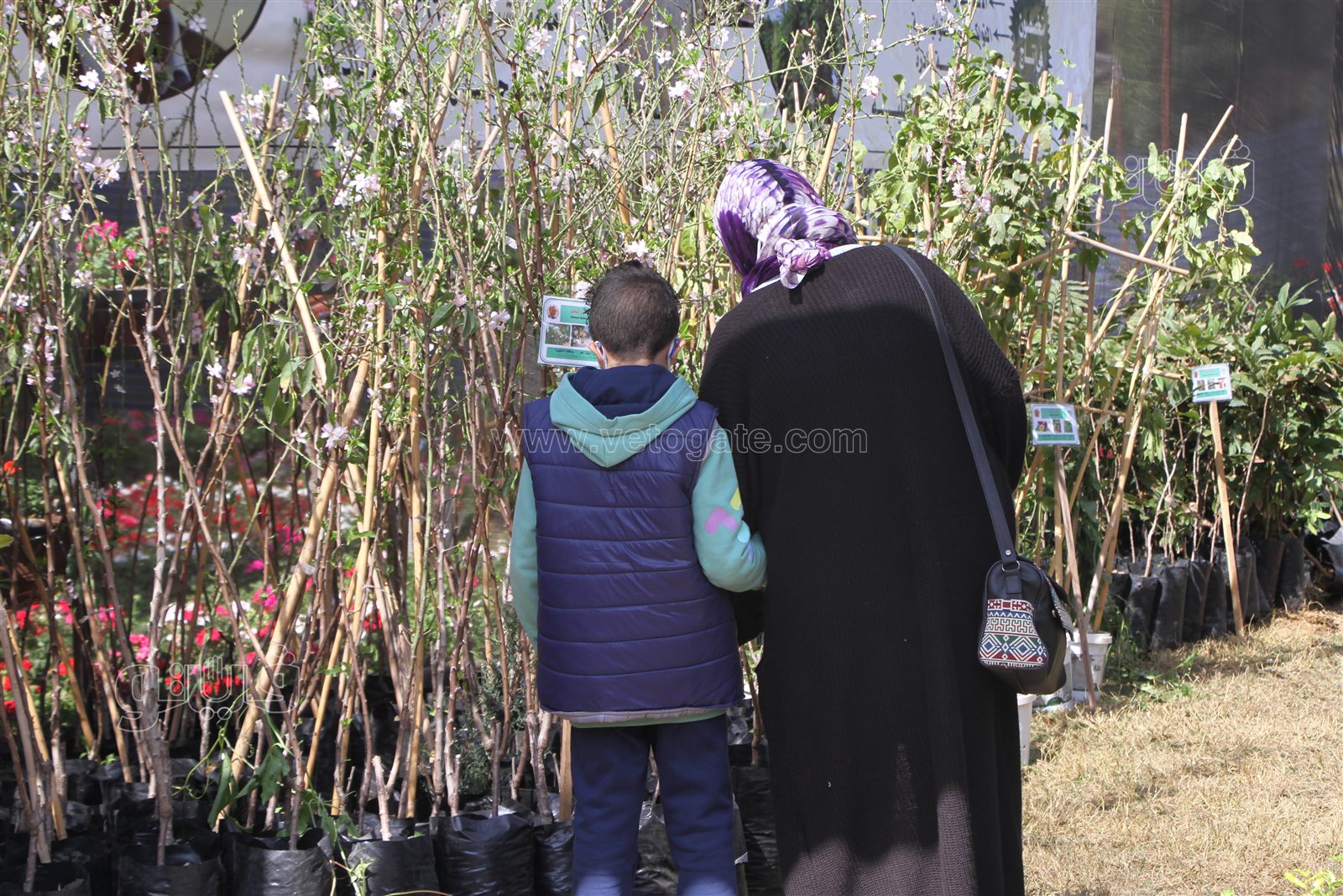 معرض زهور الربيع (6)