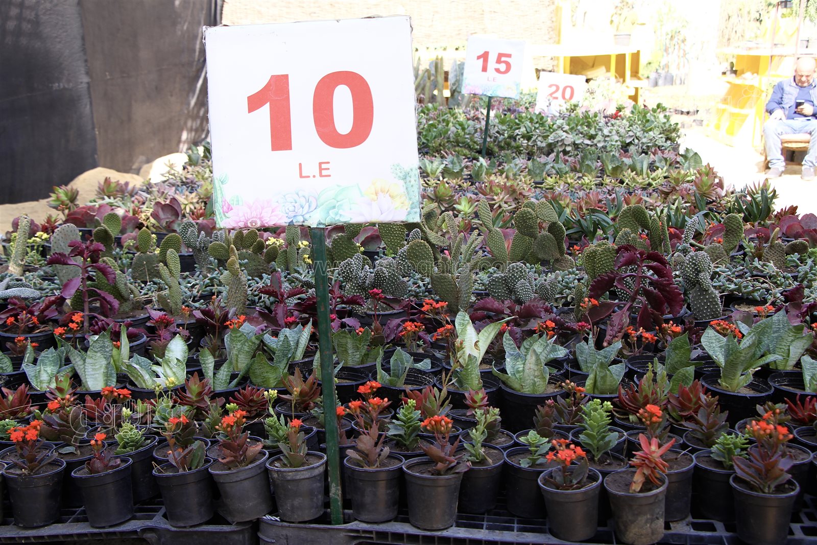 معرض زهور الربيع (3)