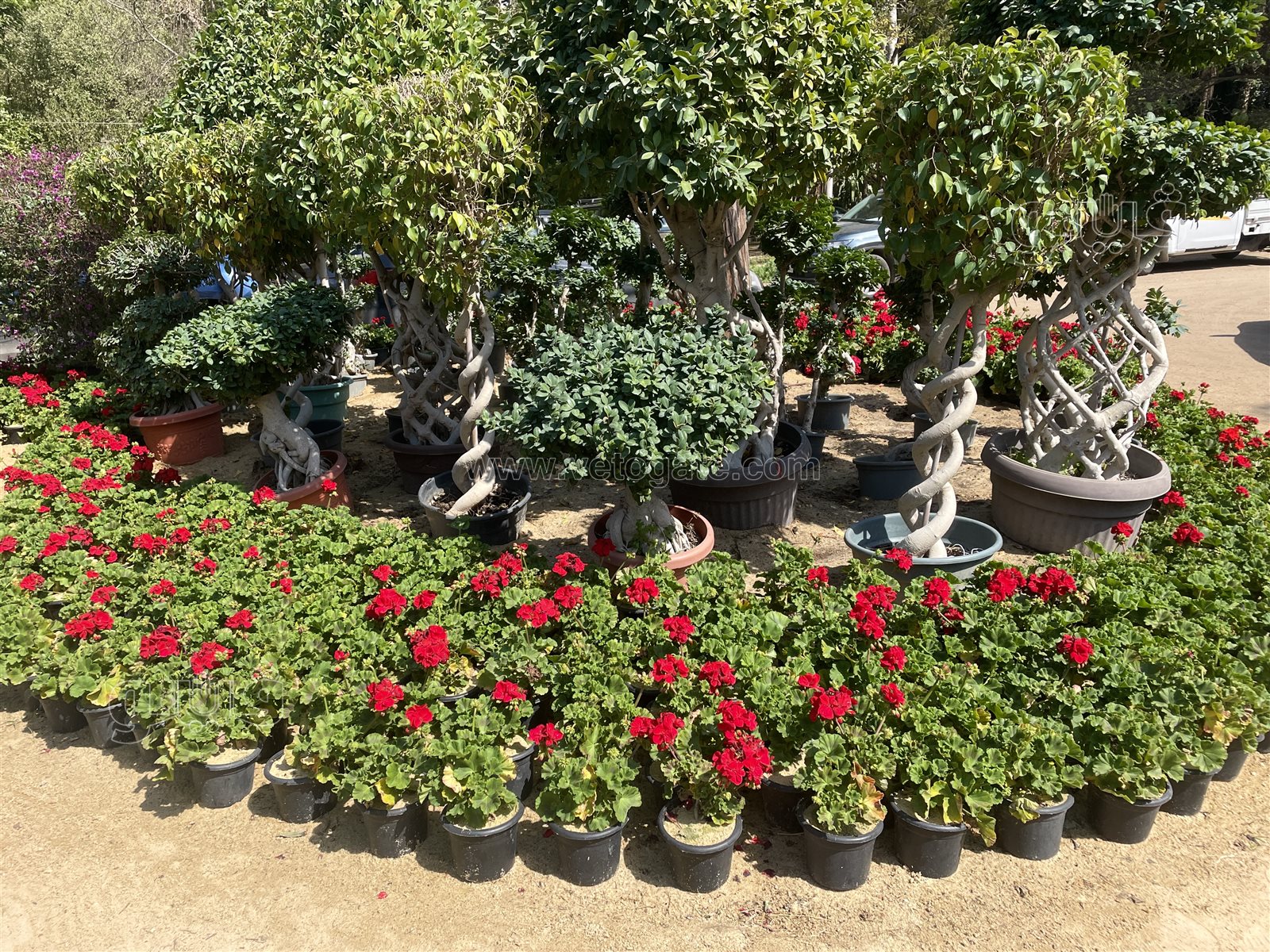 معرض زهور الربيع (40)