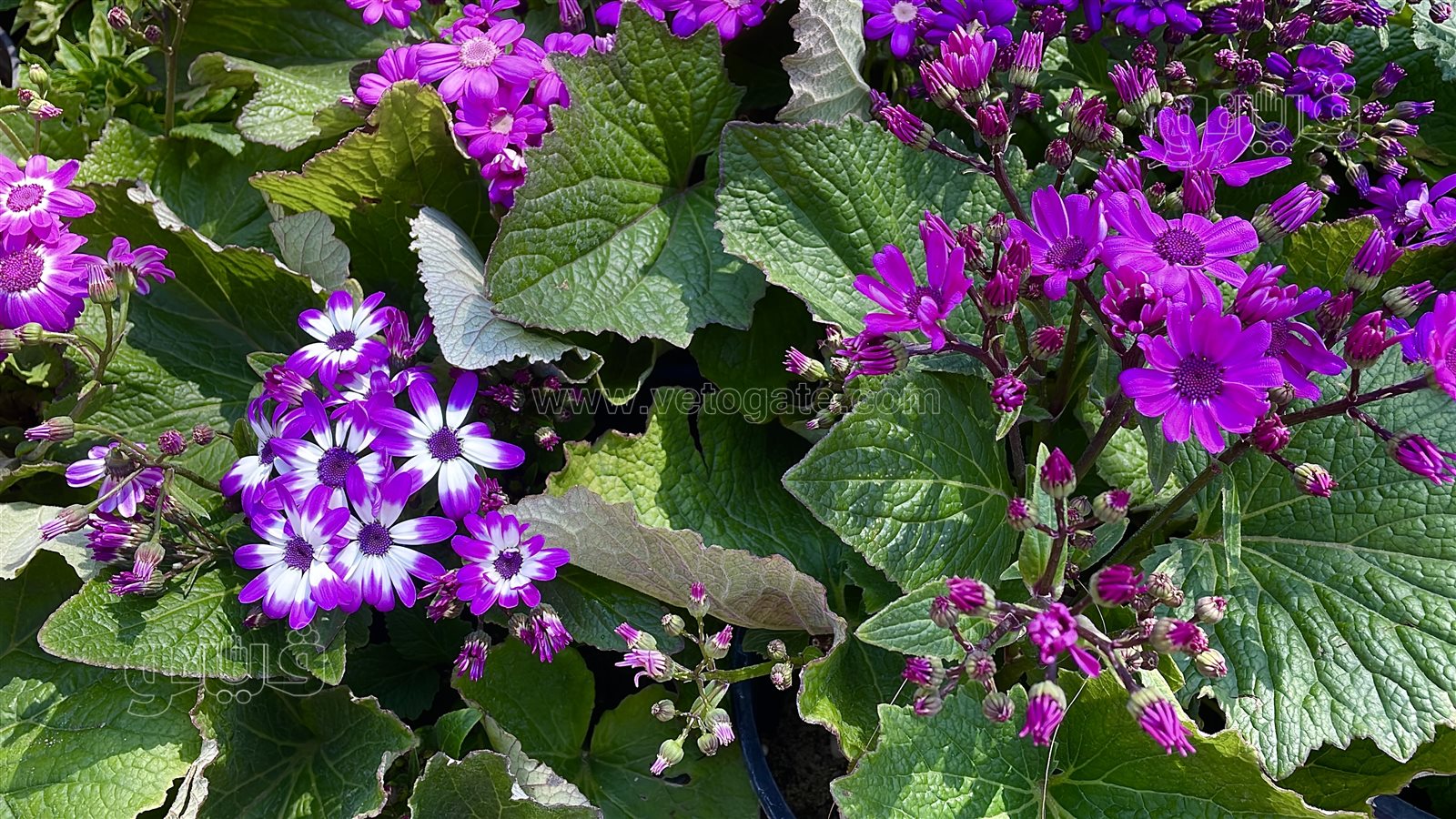 معرض زهور الربيع (10)