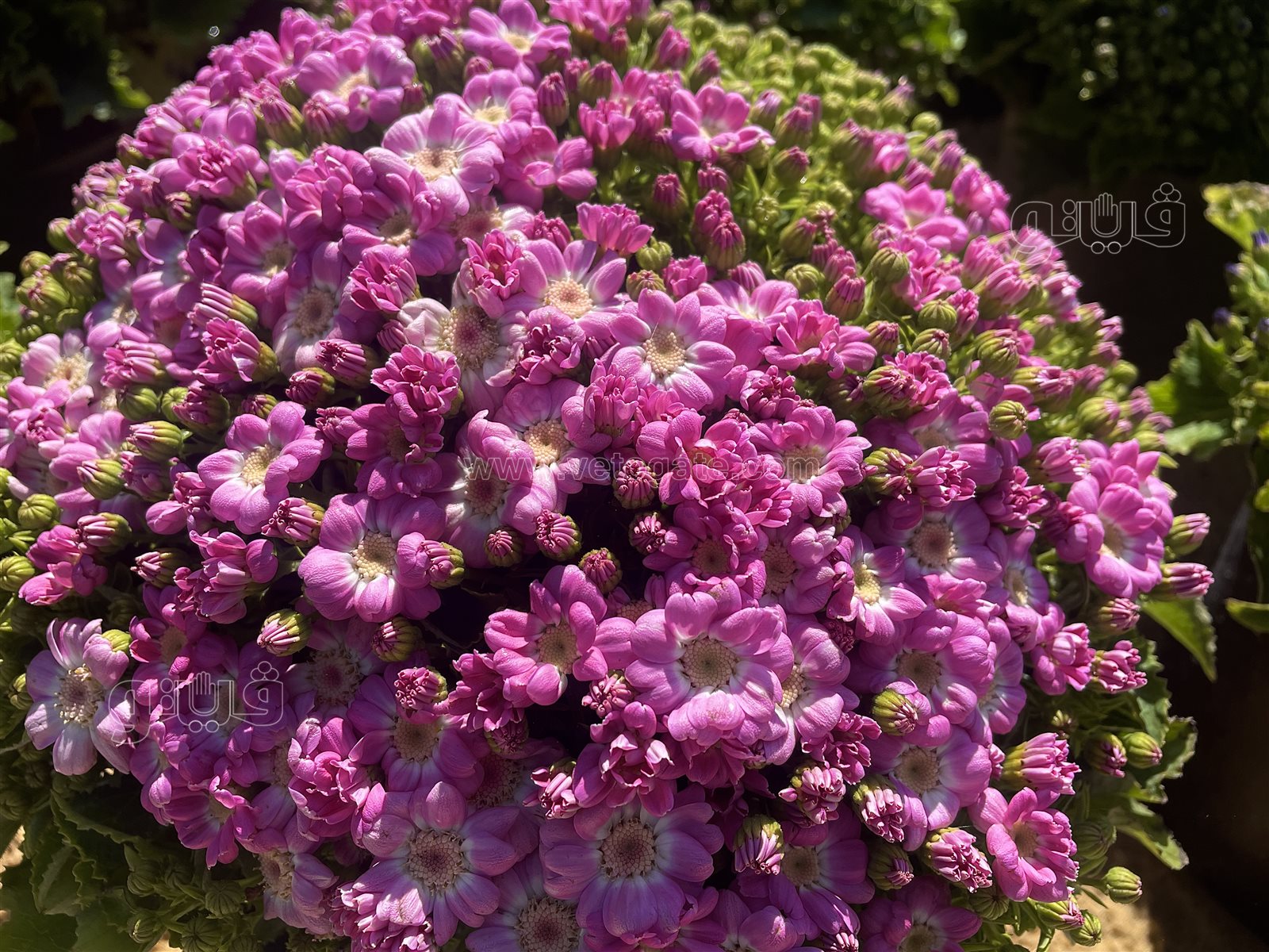 معرض زهور الربيع (14)