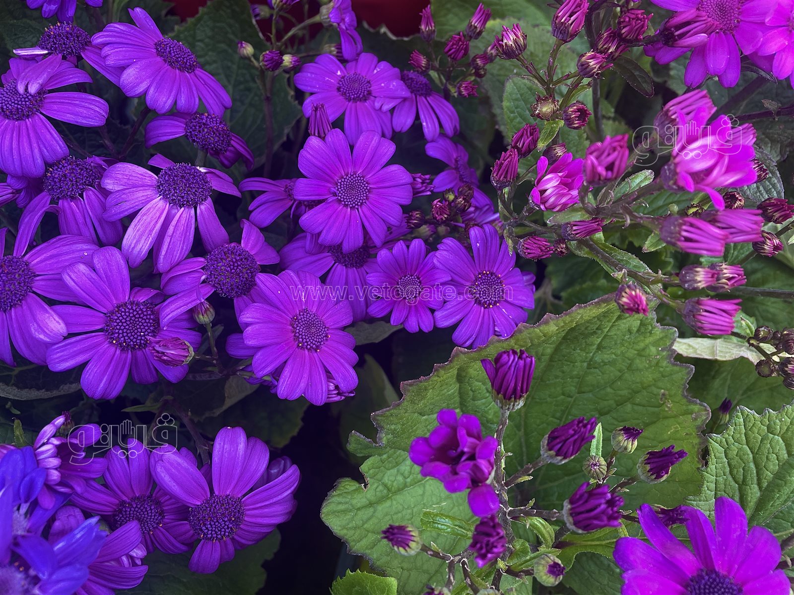 معرض زهور الربيع (16)