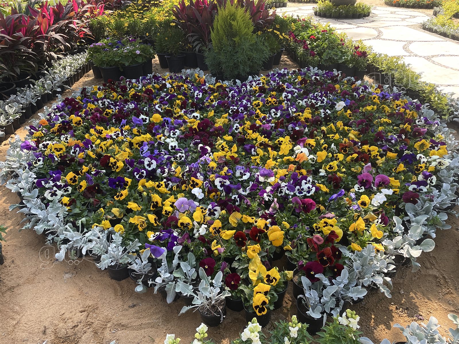 معرض زهور الربيع (38)