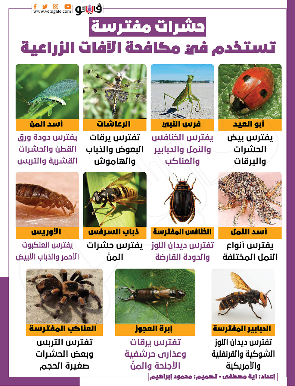 حشرات مفترسة تستخدم في مكافحة الآفات الزراعية | إنفوجراف