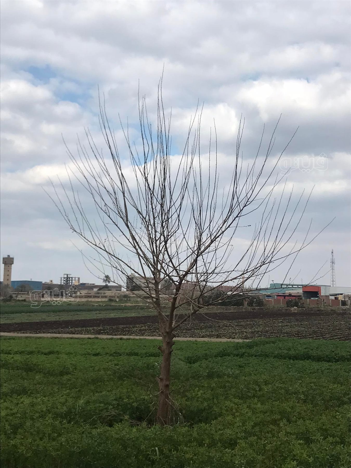 غيوم وانخفاض درجات الحرارة...أجواء شتوية تسيطر على الدقهلية (8)