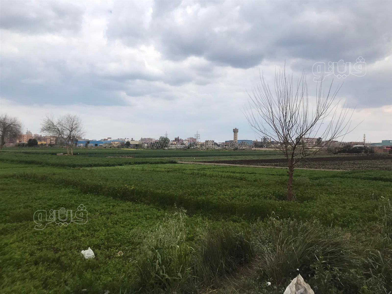 غيوم وانخفاض درجات الحرارة...أجواء شتوية تسيطر على الدقهلية (7)