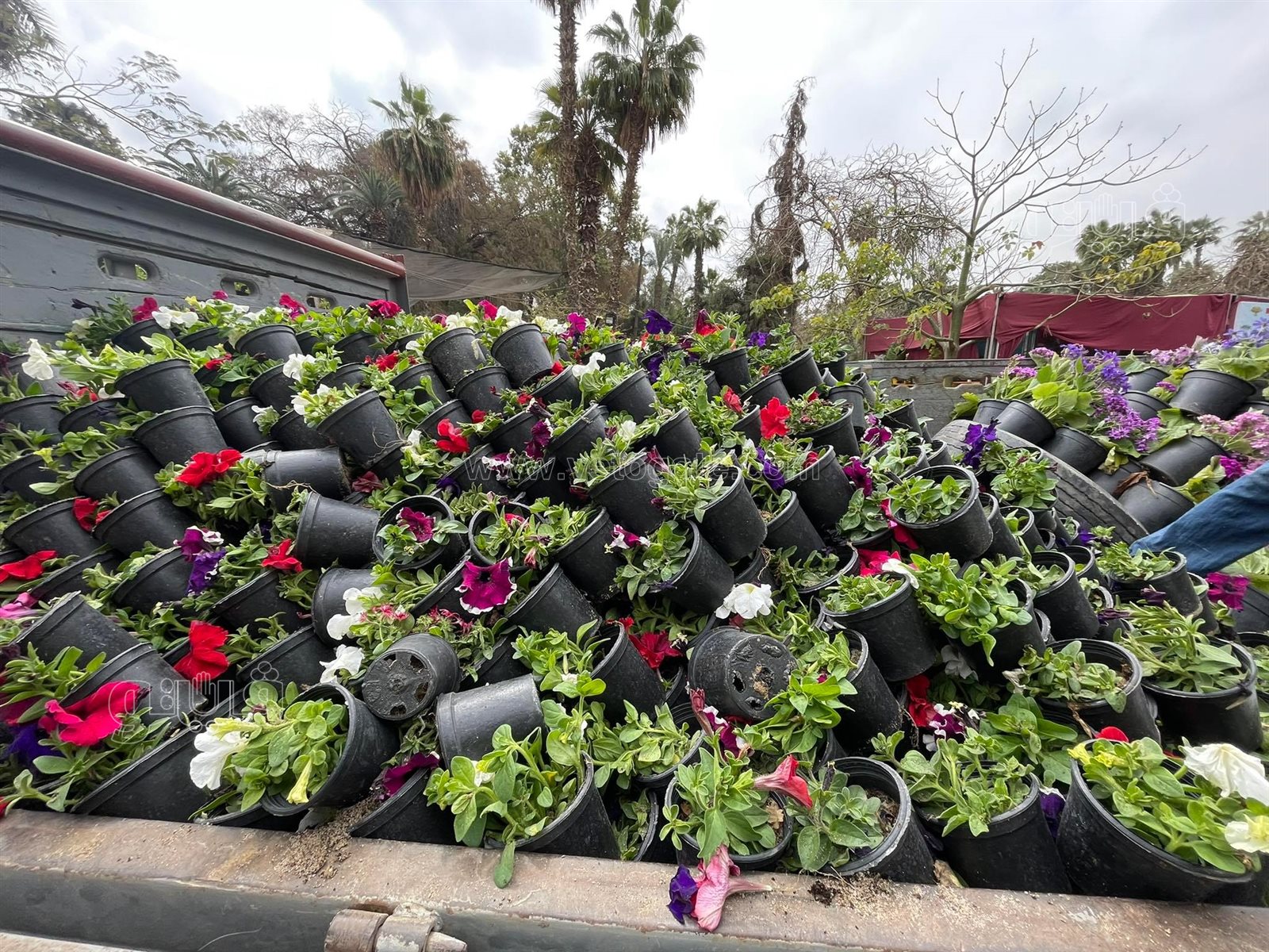 في عيد الأم.. عمال معرض الزهور يوزعون الورد على الأمهات (6)