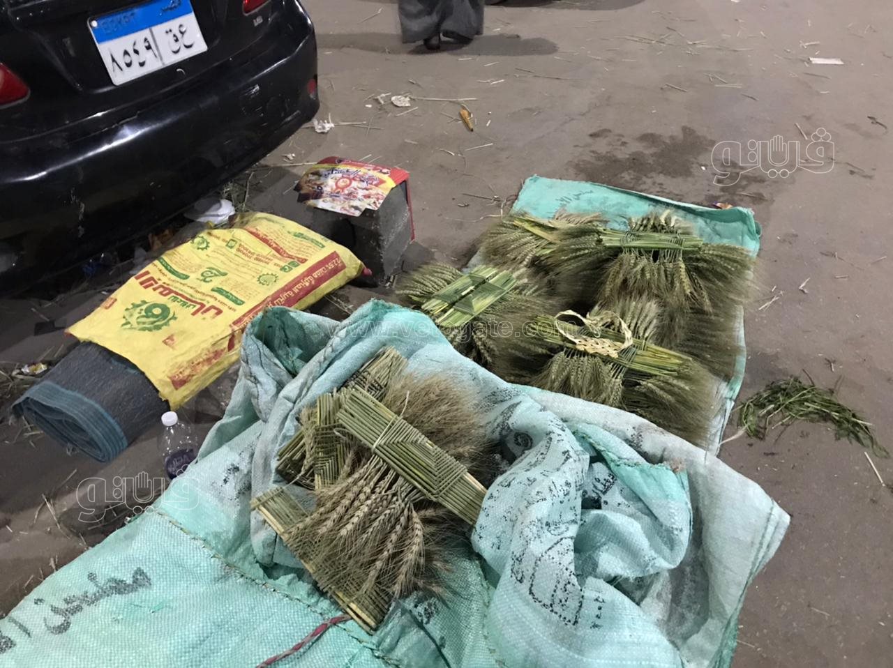  الكبير ب٢٠ والصغير ب١٠ انتشار سعف النخيل للاحتفال بأحد الشعانين (3)