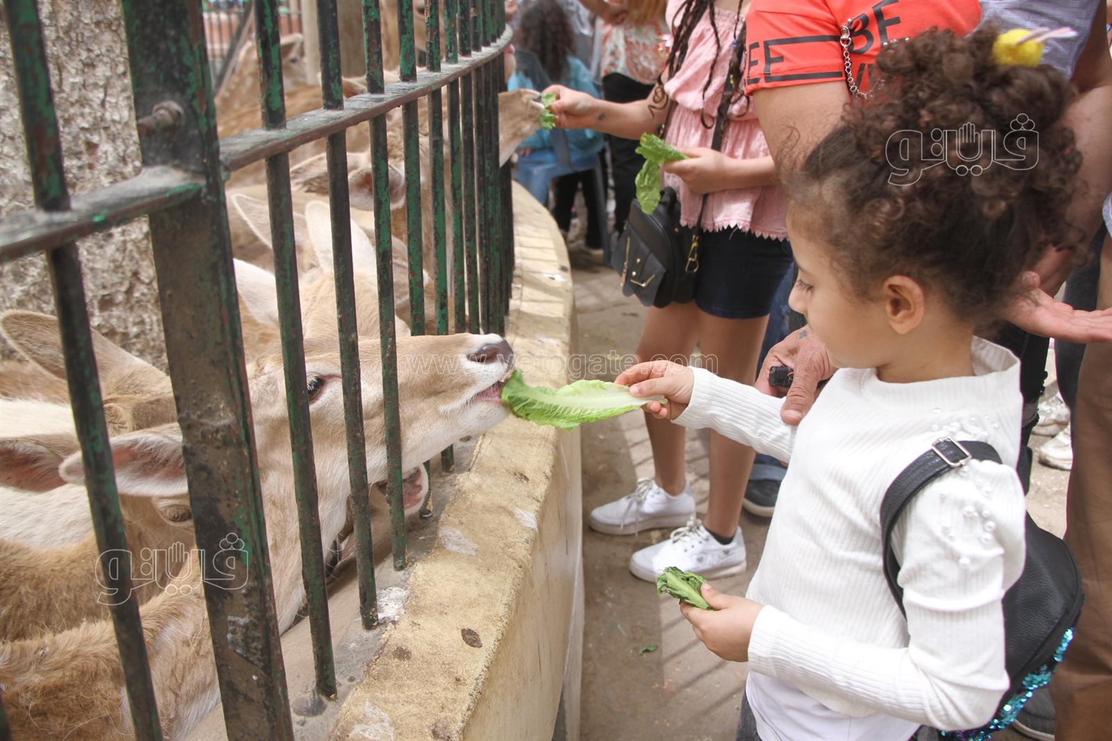إقبال على حديقة الحيوان بالجيزة (1)