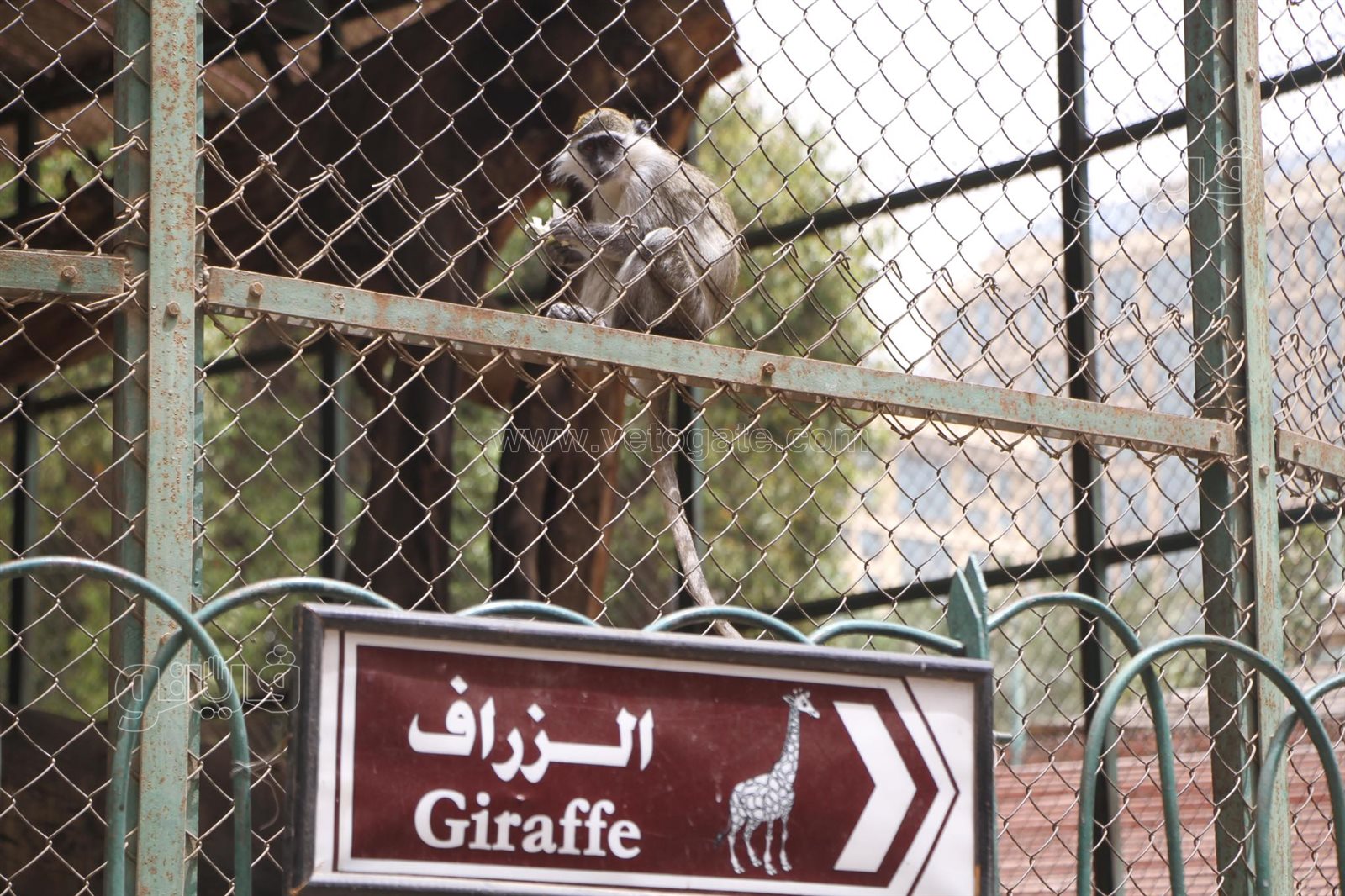 إقبال على حديقة الحيوان بالجيزة (4)