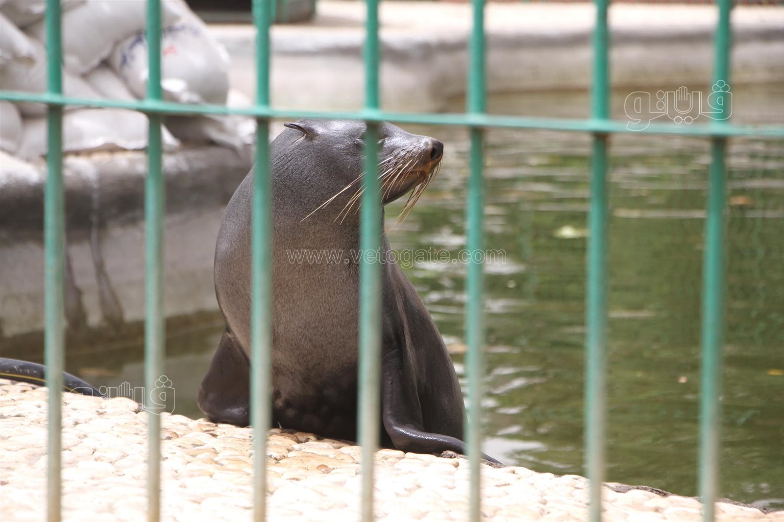 إقبال على حديقة الحيوان بالجيزة (6)