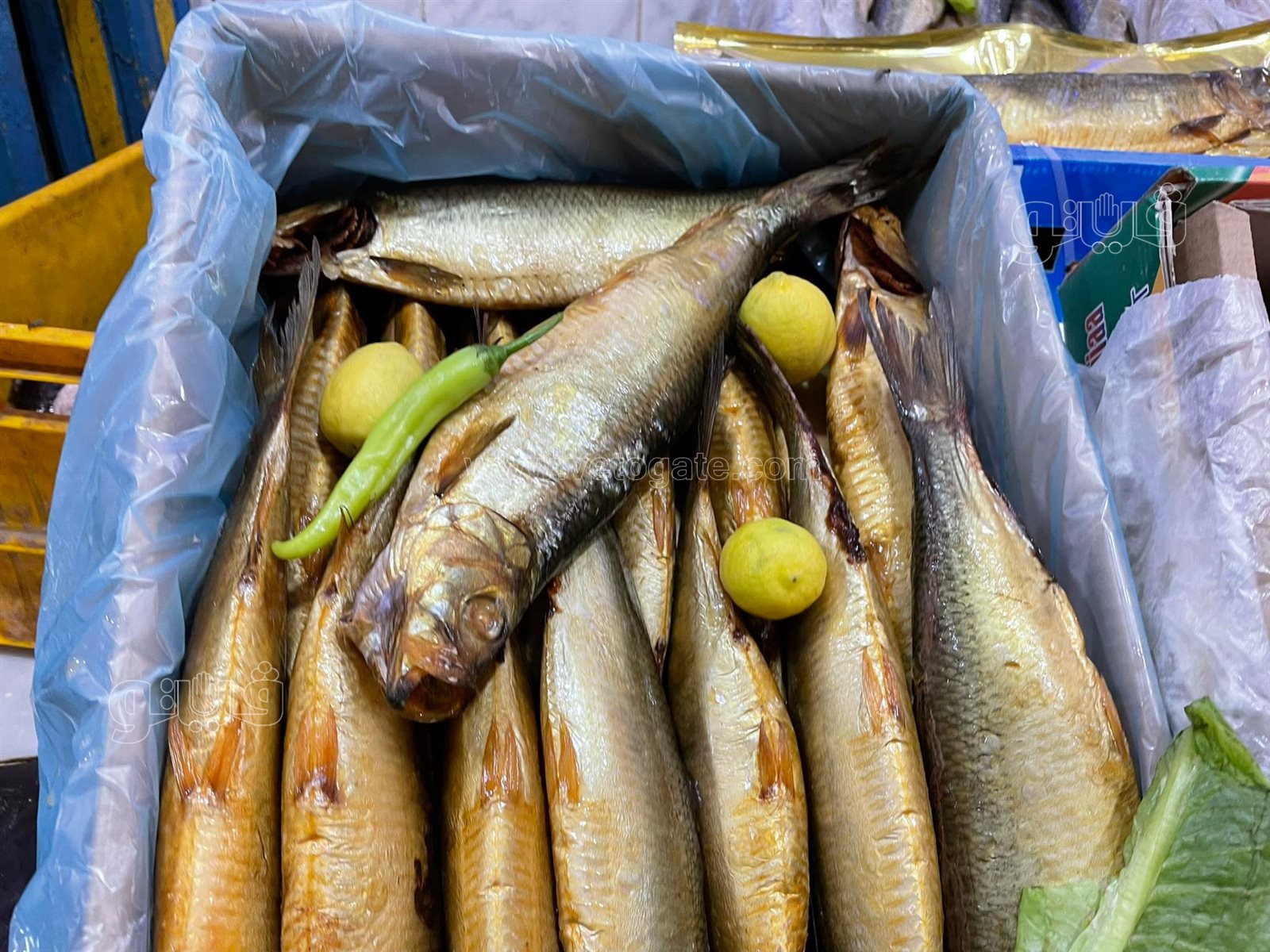 طرح الأسماك المملحة في المجمعات الاستهلاكية (4)