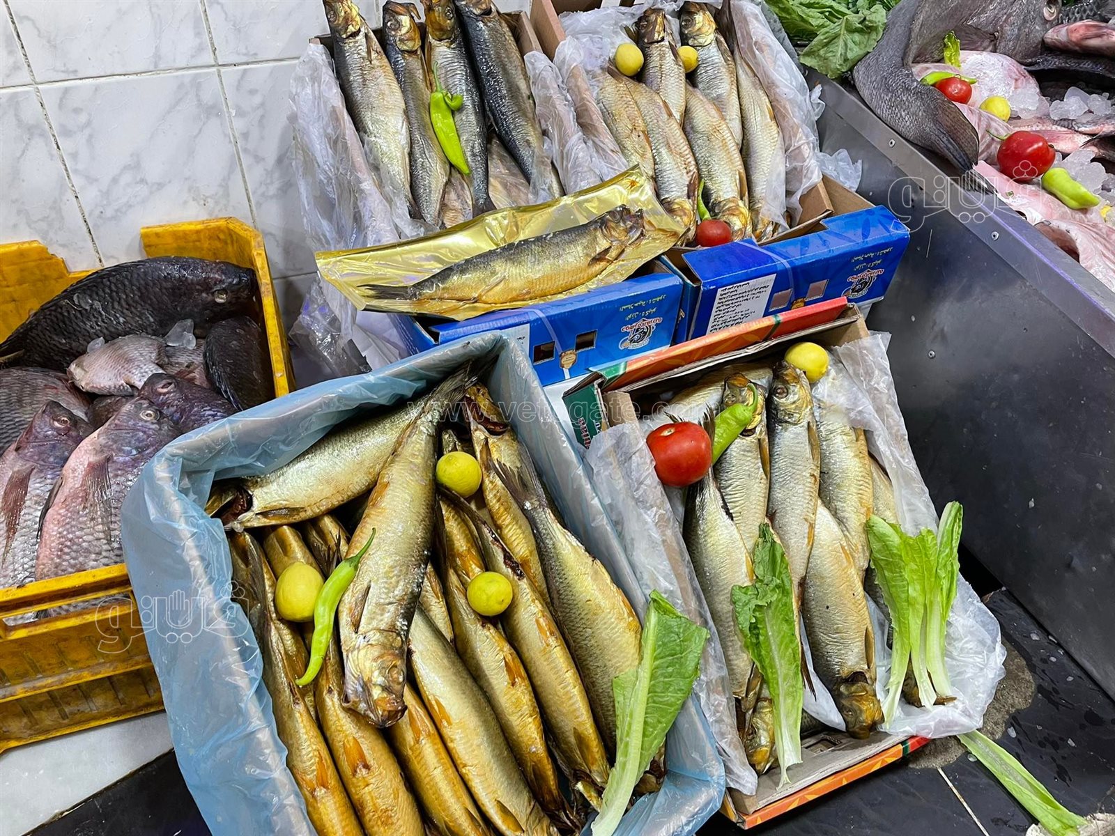 طرح الأسماك المملحة في المجمعات الاستهلاكية (10)