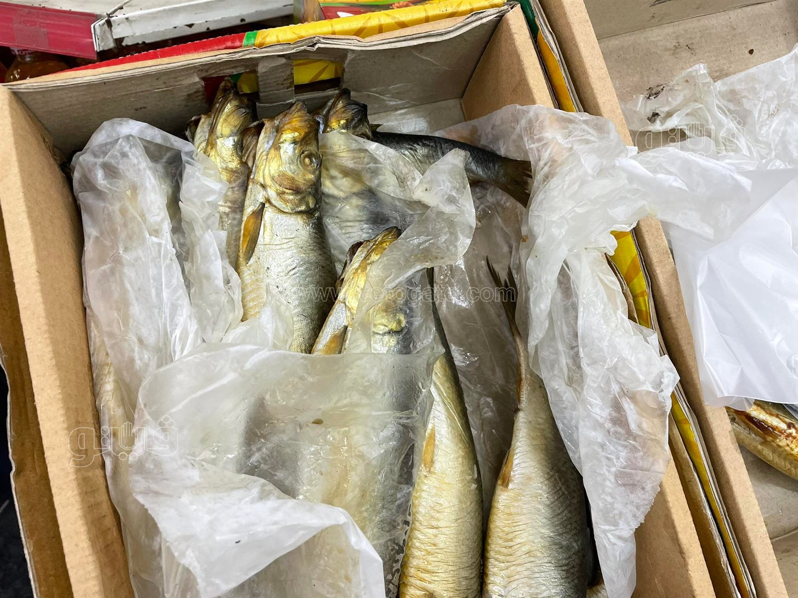 طرح الأسماك المملحة في المجمعات الاستهلاكية (13)