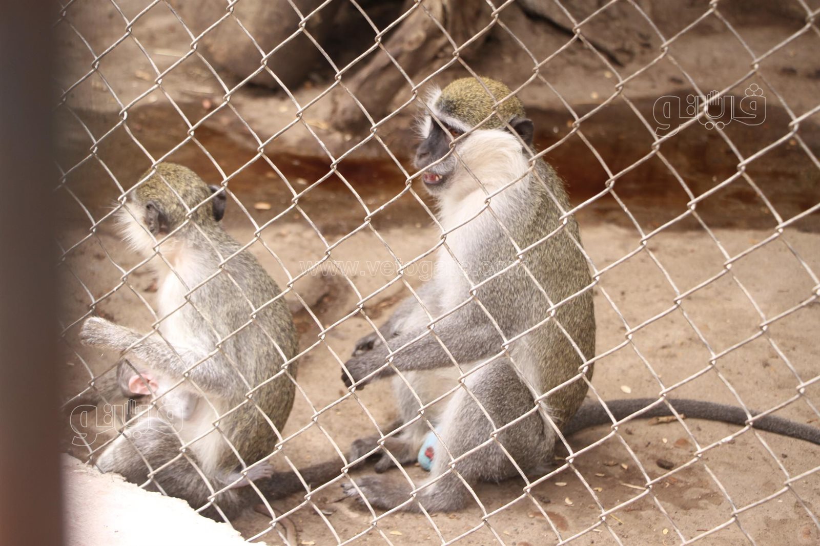 إقبال على حديقة الحيوان بالجيزة (26)