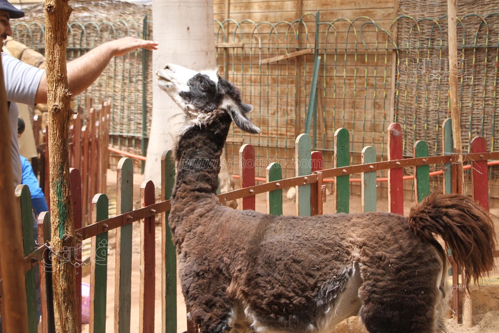 إقبال على حديقة الحيوان بالجيزة (27)