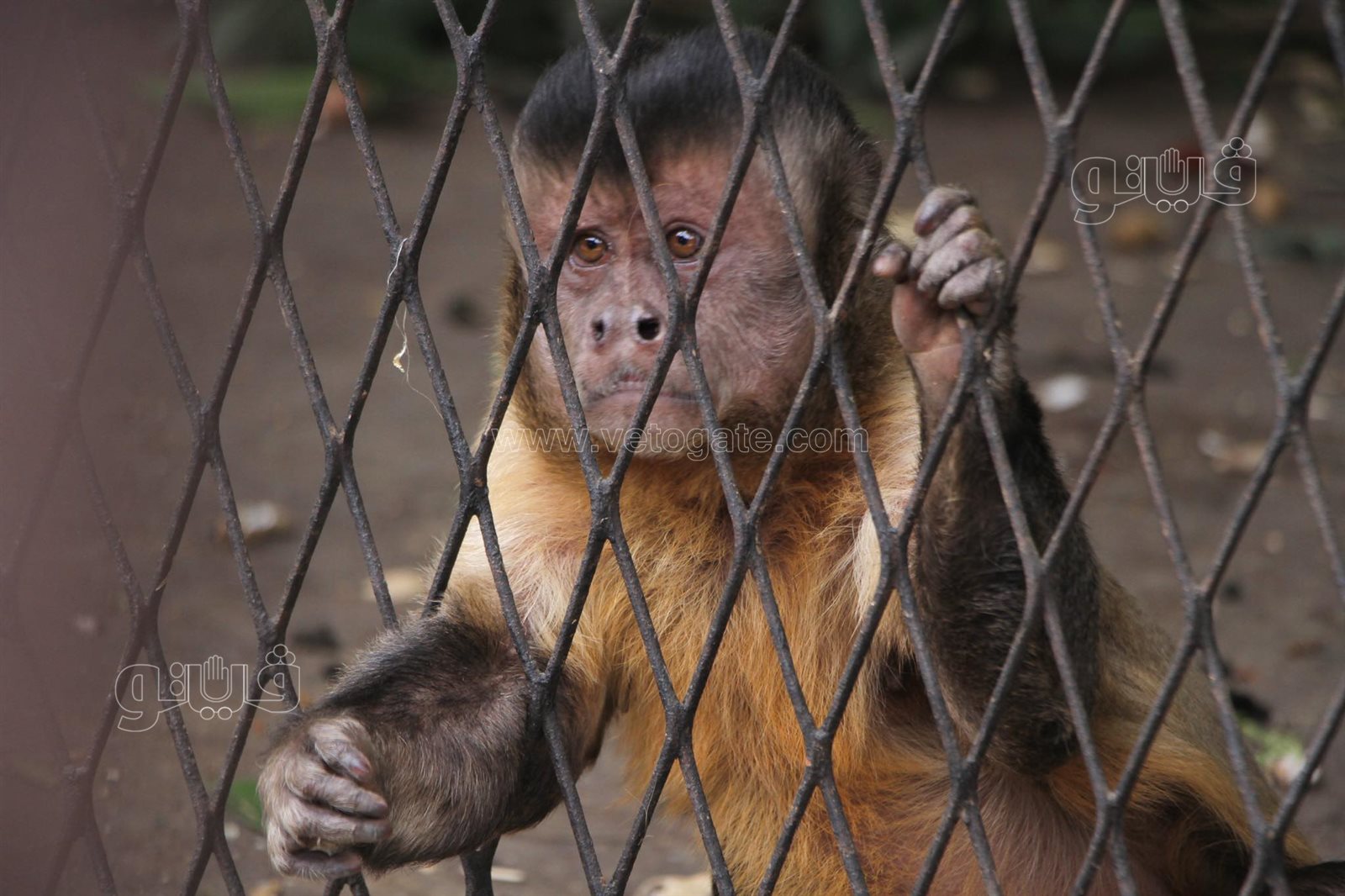 إقبال على حديقة الحيوان بالجيزة (14)