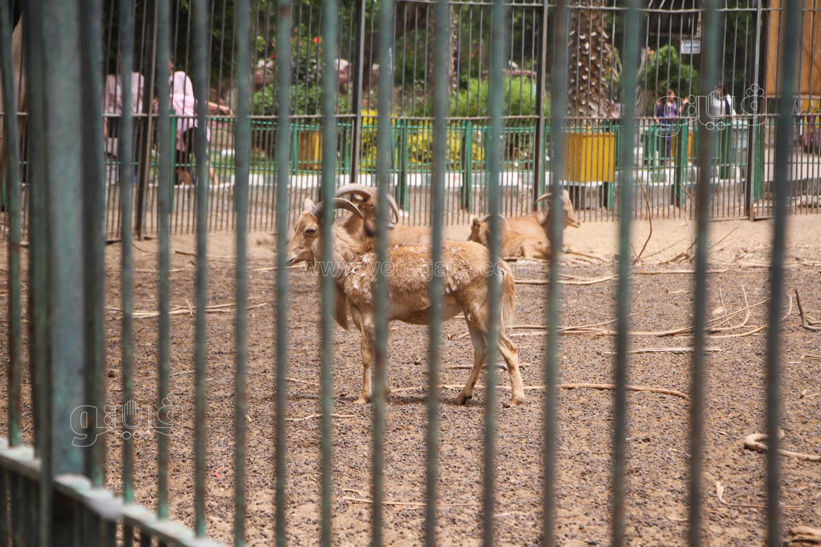 إقبال على حديقة الحيوان بالجيزة (15)