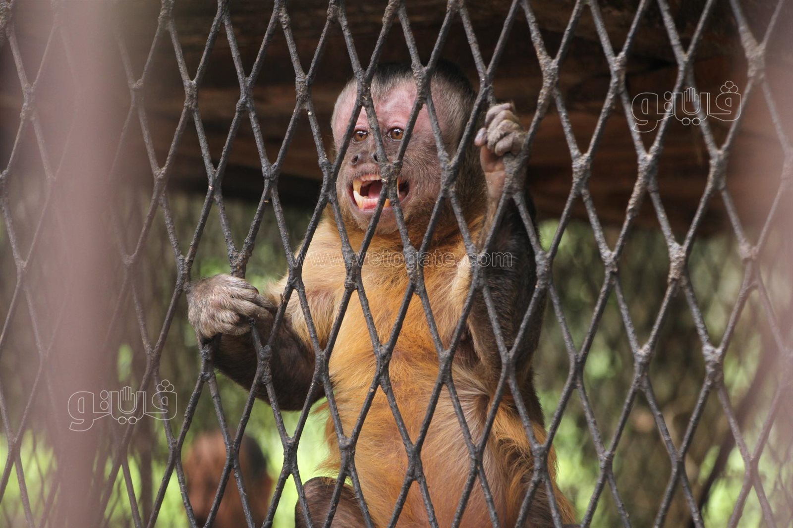إقبال على حديقة الحيوان بالجيزة (19)
