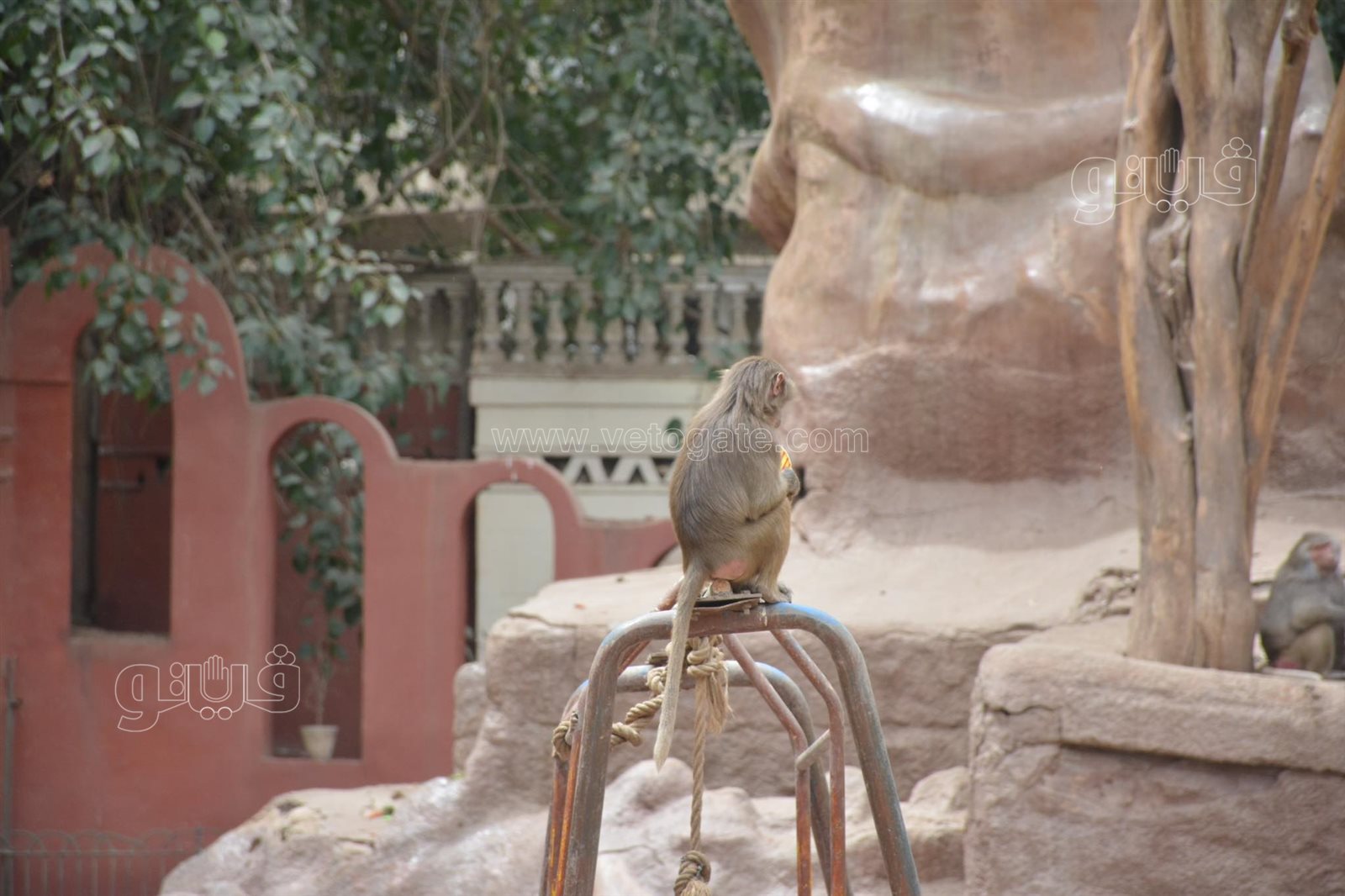  إقبال ملحوظ من المواطنين على حديقة حيوان الجيزة (2)