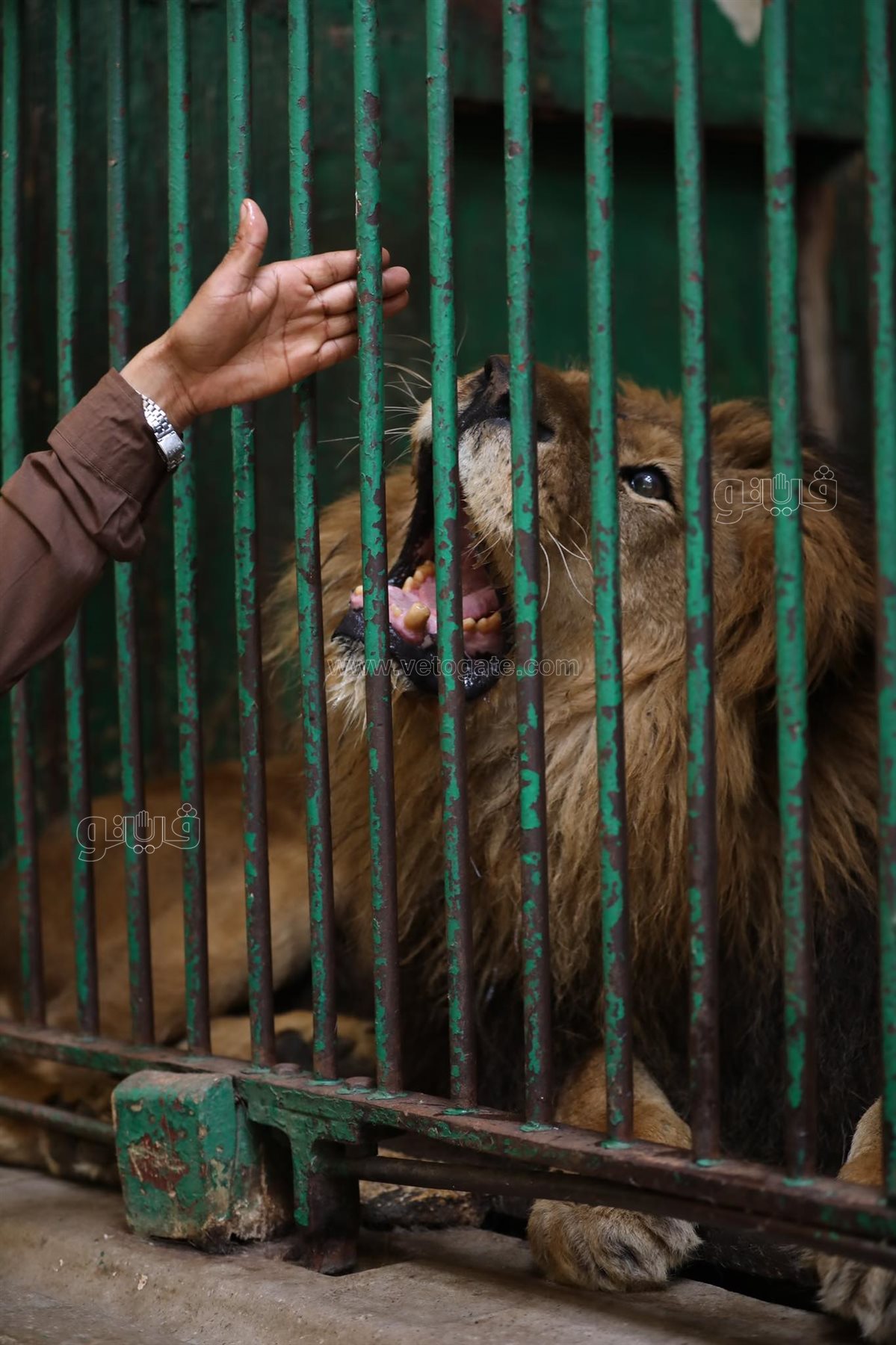  إقبال ملحوظ من المواطنين على حديقة حيوان الجيزة (5)