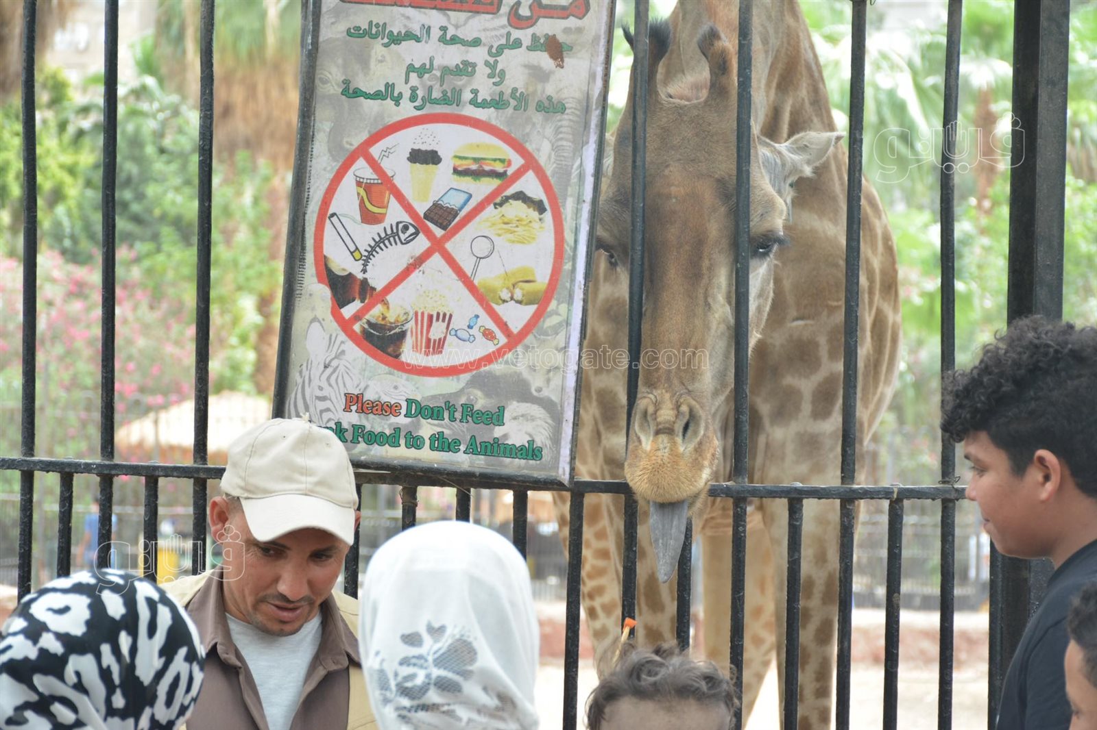 إقبال ملحوظ من المواطنين على حديقة حيوان الجيزة (19)