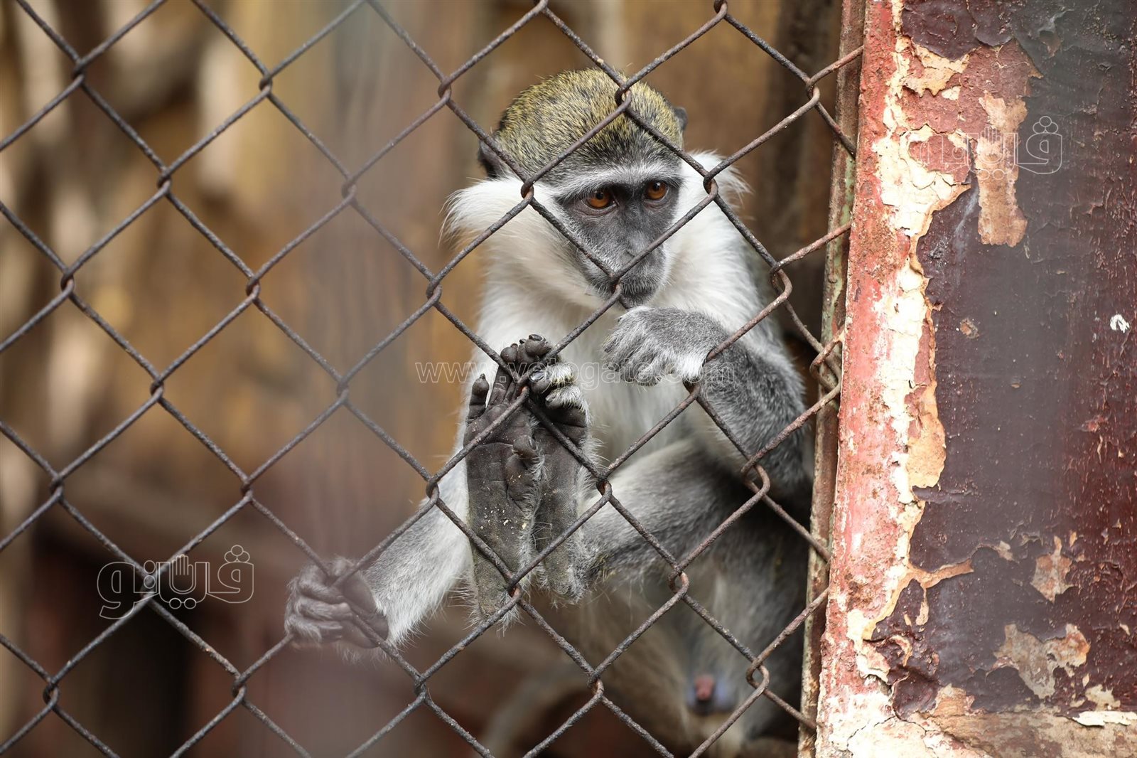 إقبال ملحوظ من المواطنين على حديقة حيوان الجيزة (26)