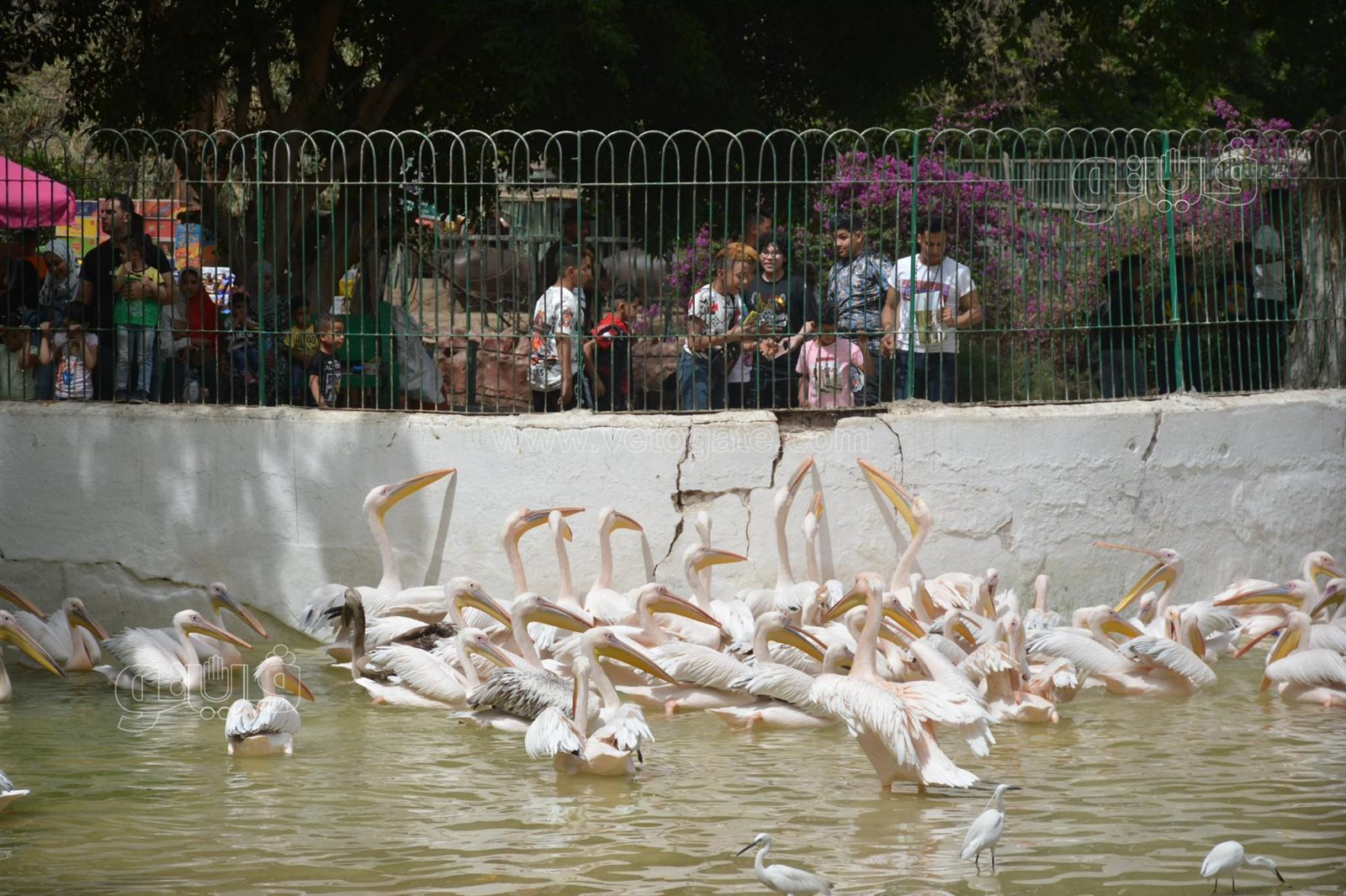 أحتفال عيد الفطر في قرية الطفل (12)