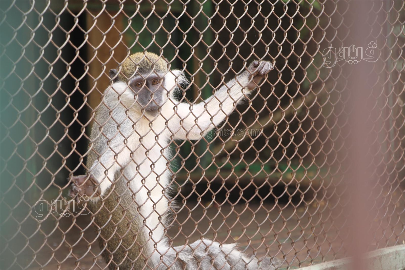 زوار حديقة الحيوان (5)