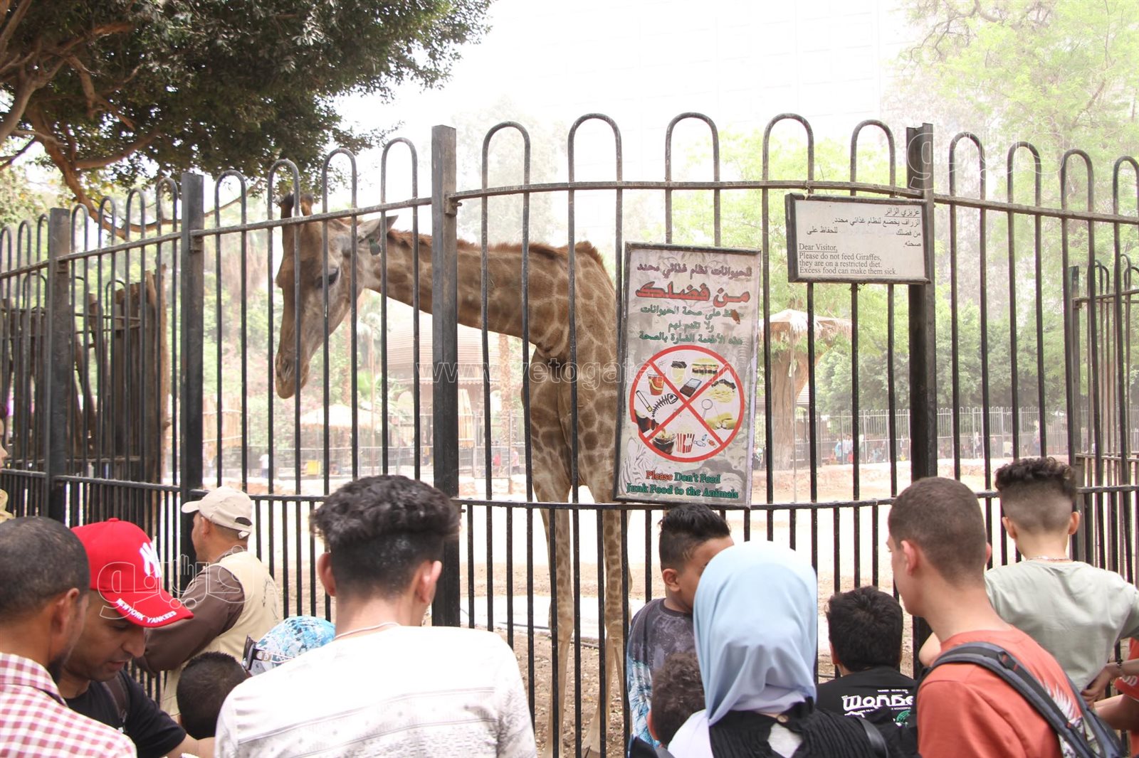 زوار حديقة الحيوان (11)